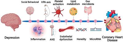 Depression and coronary heart disease: mechanisms, interventions, and treatments